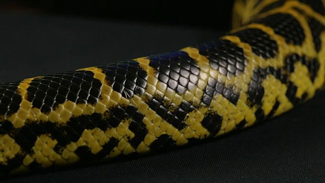 爬行的蟒蛇在黑色的背景视频素材