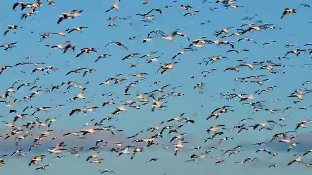 NWR地区博斯克德尔阿帕奇上空的雪鹅和鸭子视频下载