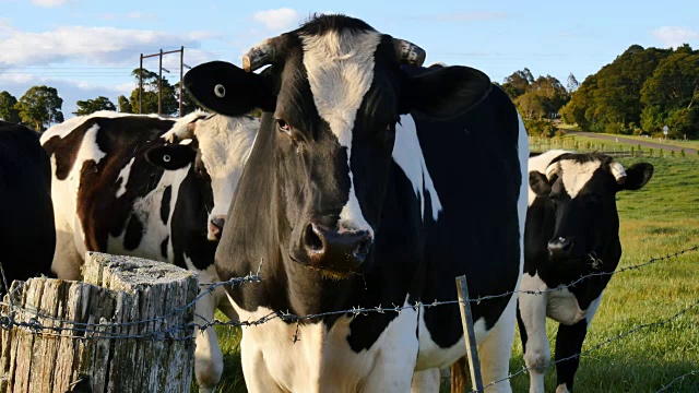 奶牛养殖视频素材