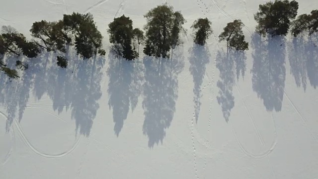 飞越挪威的一排松树。视频素材