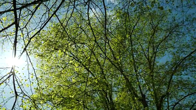 低角度跟踪镜头在树下移动。视频素材