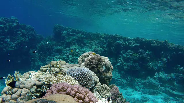 热带鱼海洋生物珊瑚礁。热带海洋和珊瑚礁。视频素材