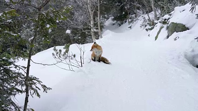 孤独的狐狸在冬天走在雪地上视频素材