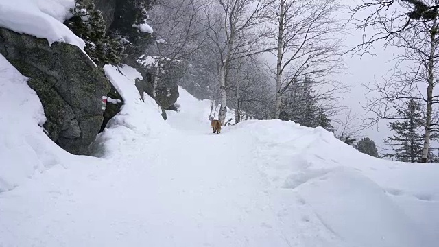 孤独的狐狸在冬天走在雪地上视频素材