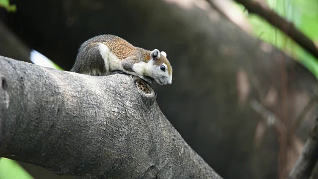 在自然界的野生树上的棕色松鼠视频素材