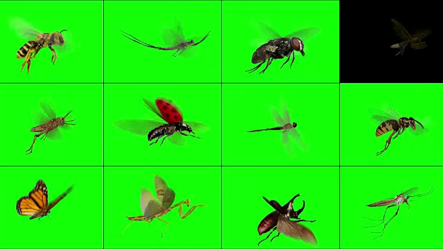 昆虫视频素材