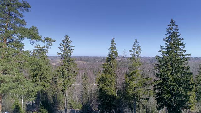近距离观察爱沙尼亚森林中的树木视频素材