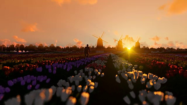 荷兰风车和骑自行车的人在郁金香盛开的田野上，映衬着美丽的日出，4K视频素材
