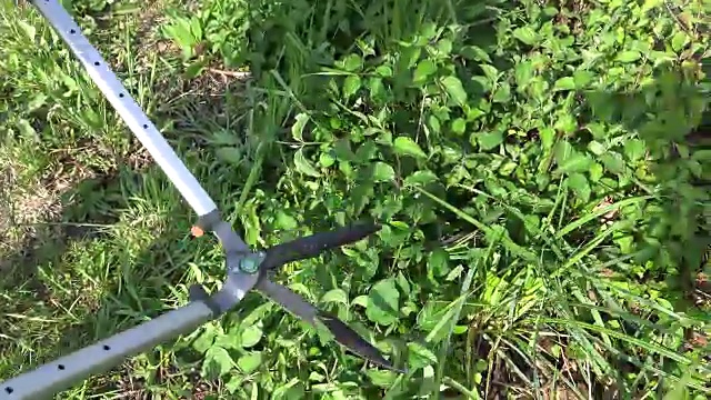 园丁正在用剪刀剪草视频素材