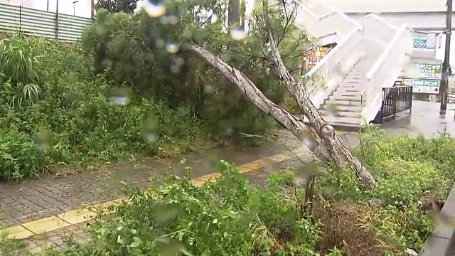 台风冲绳岛，树木被刮倒视频素材