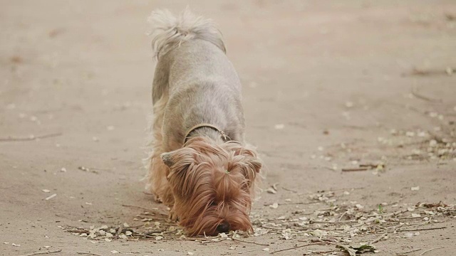 约克郡犬嗅在地上寻找狗本能慢动作视频，在一个棕色的背景。宠物狗生活理念视频素材