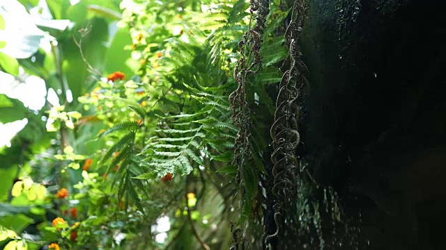 白天茂密丛林中的热带瀑布视频下载