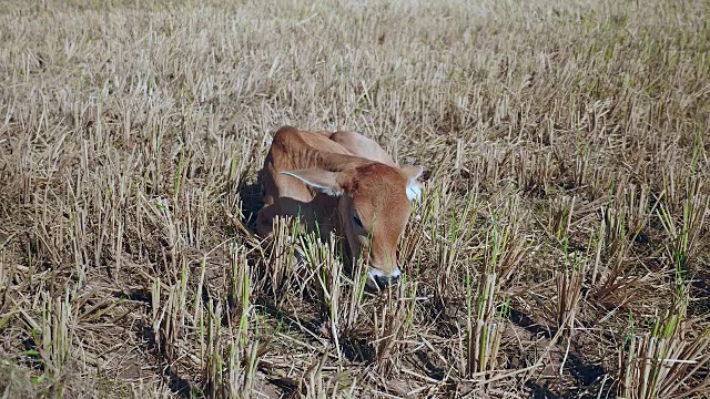 一个棕色的小牛躺下，在一个干燥的田野吃草的特写视频下载