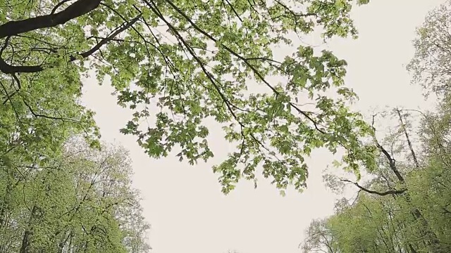 天空背景下的树枝视频素材