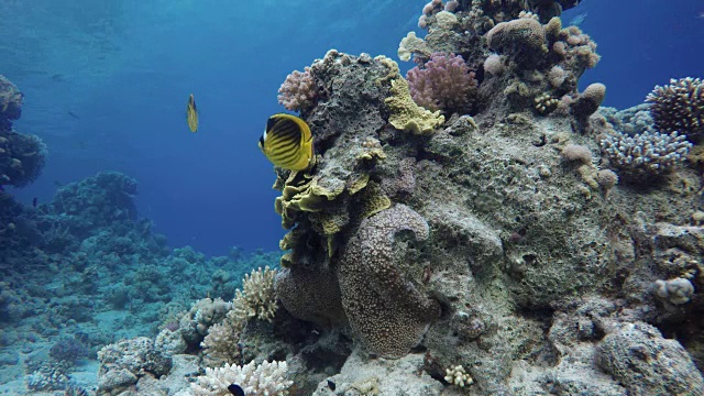 珊瑚礁，热带鱼。温暖的海洋和清澈的海水。水下世界。视频素材