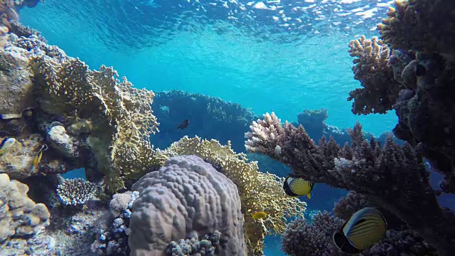 潜水。热带鱼和珊瑚礁。海洋中的水下生物。视频素材