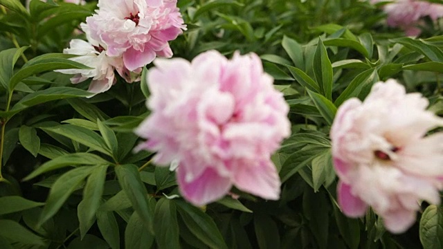 选择以粉红色牡丹为主的花卉植物园视频下载