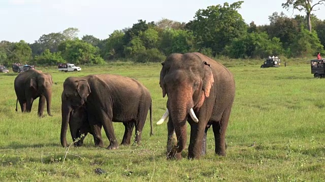 斯里兰卡亚拉国家公园野生动物园里的大象一家。视频素材