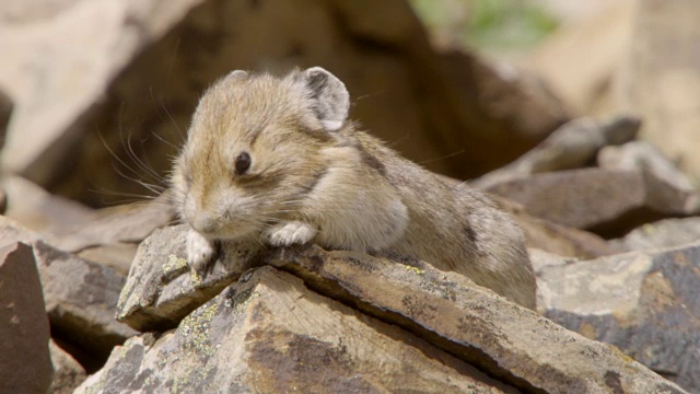 美国鼠兔(Ochotona princeps)在加拿大的小碎石上休息视频下载