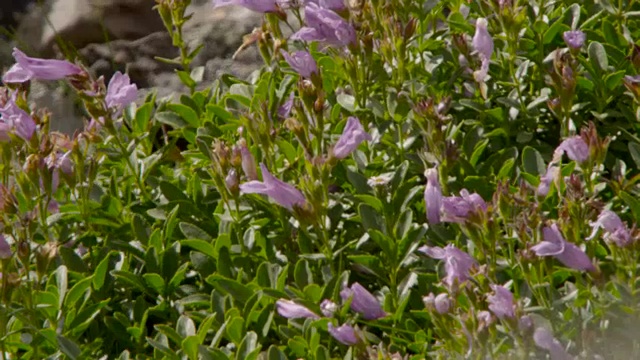 美国鼠兔(Ochotona princeps)吃花，加拿大视频下载