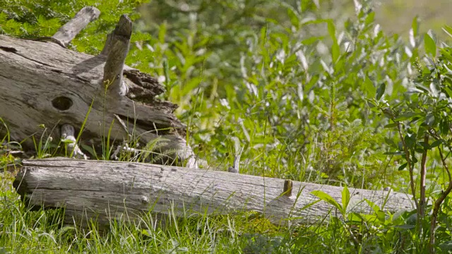 加拿大，美国鼠兔(Ochotona princeps)在倒下的树上奔跑视频下载