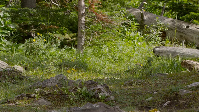 美国鼠兔(Ochotona princeps)在加拿大的空地上奔跑视频下载