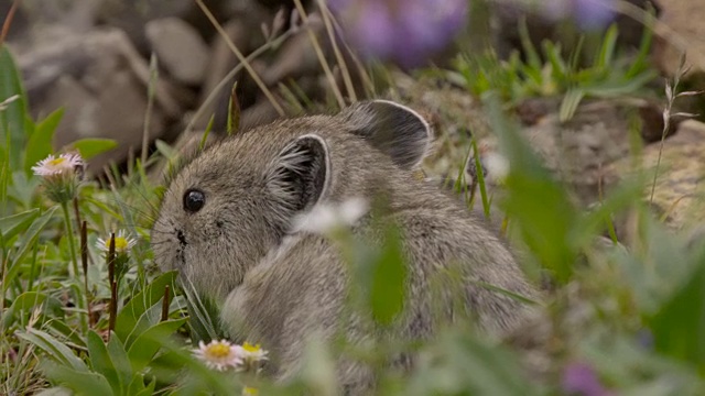 美国鼠兔(Ochotona princeps)吃花，加拿大视频下载