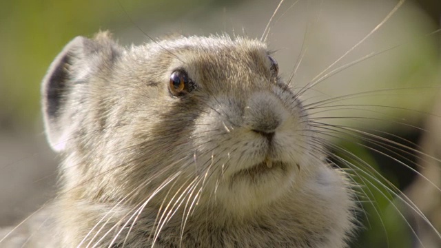 美国鼠兔(Ochotona princeps)在加拿大山腰上警惕视频下载