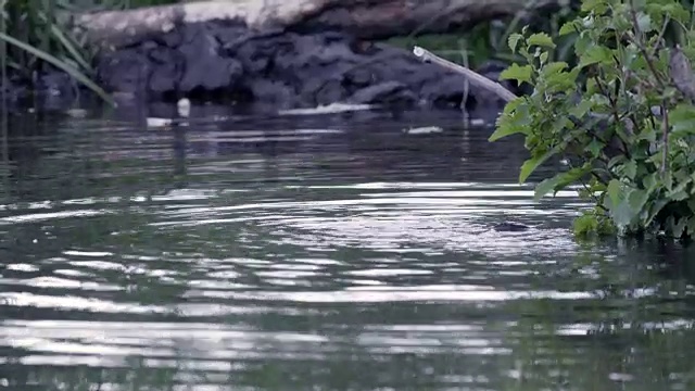 美国怀俄明州池塘里的美洲海狸(加拿大蓖麻)视频素材