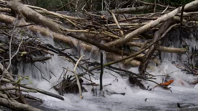 美国怀俄明州，水倾泻在海狸大坝上视频素材