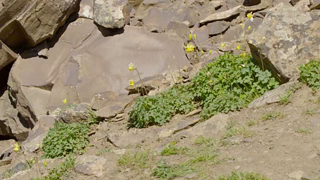 美国鼠兔(Ochotona princeps)携带食物到它的食物贮藏地加拿大视频下载