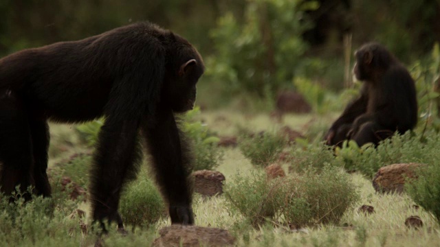 塞内加尔，黑猩猩(Pan troglodytes)在森林空地上放松视频下载
