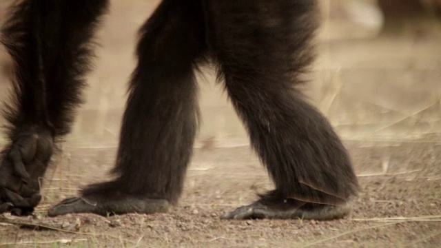 塞内加尔，黑猩猩(Pan troglodytes)在穿越森林空地时发出叫声视频下载