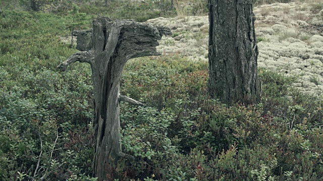 森林里的一个老树桩视频素材