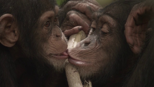 塞内加尔的森林里，年轻的黑猩猩(Pan troglodytes)接吻视频素材