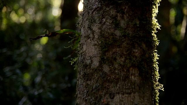 在澳大利亚的森林里，沿着树干行走视频素材