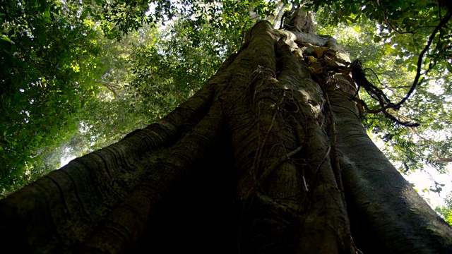 澳大利亚森林中树干的扶壁根视频素材