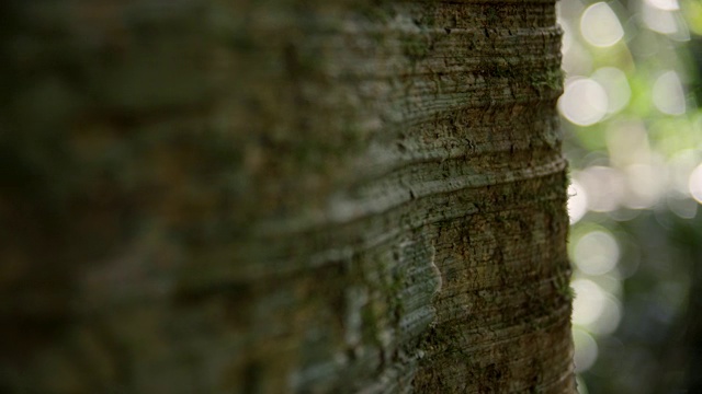 穿过澳大利亚森林中的树干视频素材