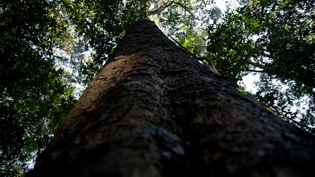 在澳大利亚的森林中，把焦点放在树干上视频素材