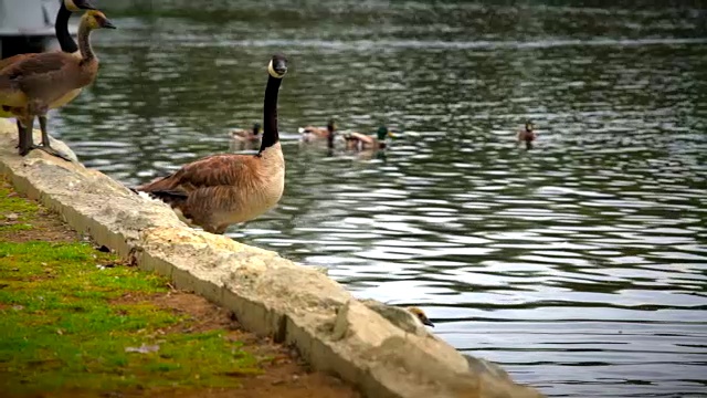 一群鹅跳入湖中视频下载