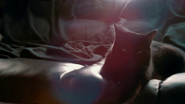 黑猫慢慢地眨着眼睛视频素材