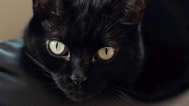 黑猫凝视4K超高清视频素材