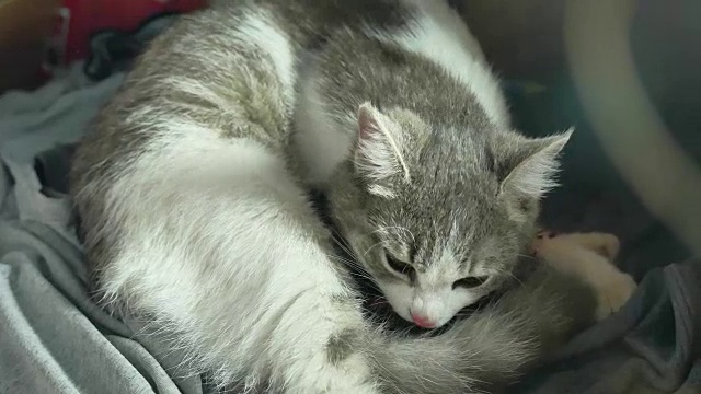 妈妈毛绒绒的猫怀孕生产和新生的婴儿小猫饮用生活方式奶从他们的母亲的乳房。猫产生了这个概念视频素材