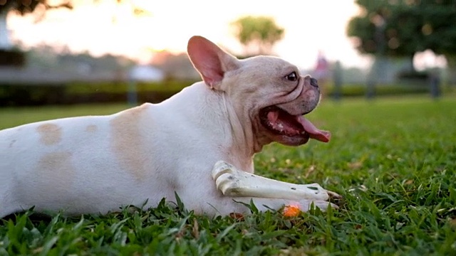 快乐的狗的生活。一只法国斗牛犬在绿色的户外花园和主人玩耍后坐在一起。视频素材
