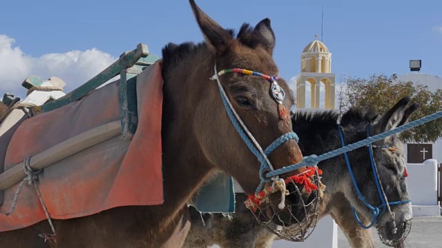 希腊圣托里尼——爱琴海希腊群岛伊亚村的驴子视频下载