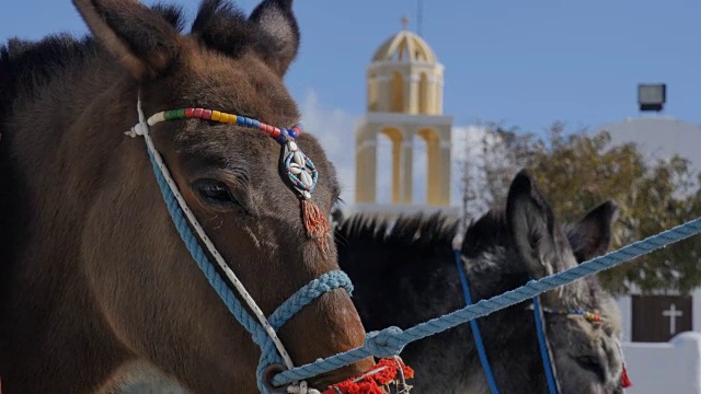 希腊圣托里尼——爱琴海希腊群岛伊亚村的驴子视频下载