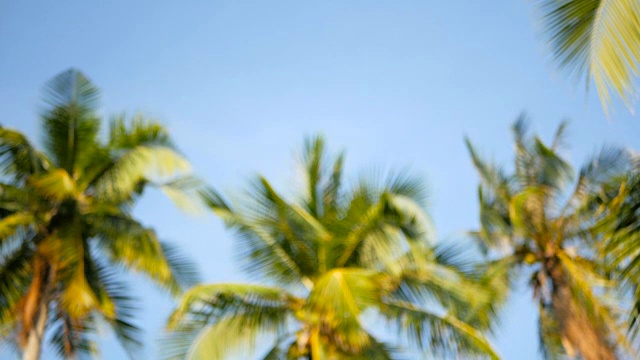 椰子树冠在蓝天阳光从地面的视角。视频下载