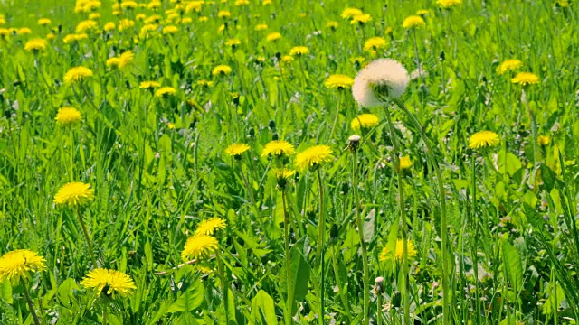 绿色的林间空地上黄色的蒲公英。近距离观看草地上盛开的蒲公英视频下载