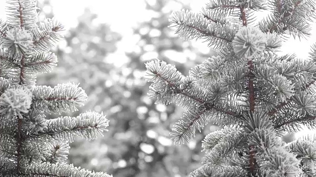 冬天的杉树森林与下雪的圣诞树。冬天的一天，雪覆盖着冷杉树。冬天的背景。圣诞森林里飘起了雪花视频下载