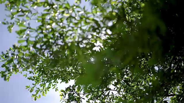多莉拍摄，阳光透过热带树木和树叶。视频下载